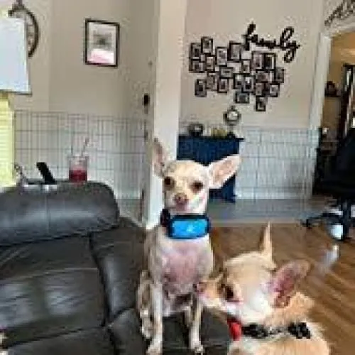 Anti barking collar NO SHOCK bark collar BLUE   EXTRA BATTERY