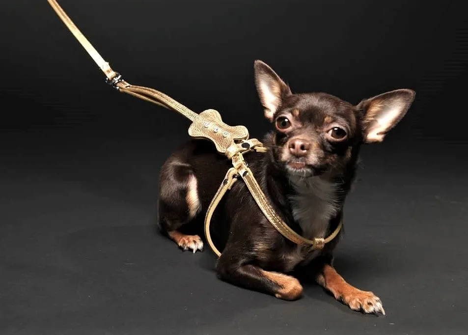 Dog Collar Models