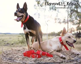 Dog Collar PVC 32mm x 55cm - Red