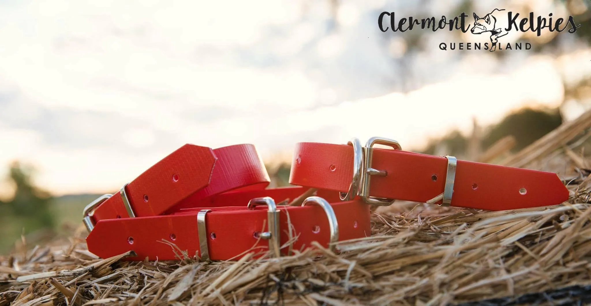 Dog Collar PVC 32mm x 55cm - Red