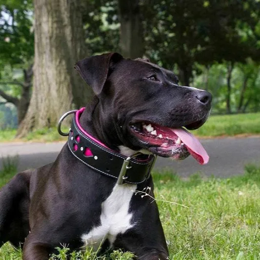 Hand Made Leather Dog Collar - Queen of Hearts (Wide Fit)