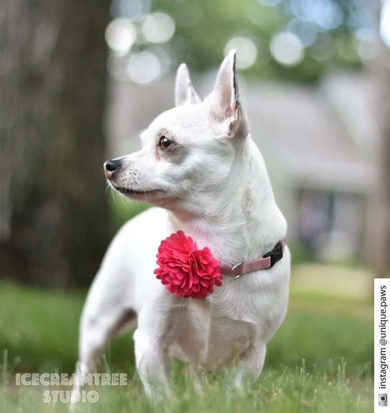 PomPom Pastel Pink Bloom Collar Slide On - Small Flower Collar Accessory